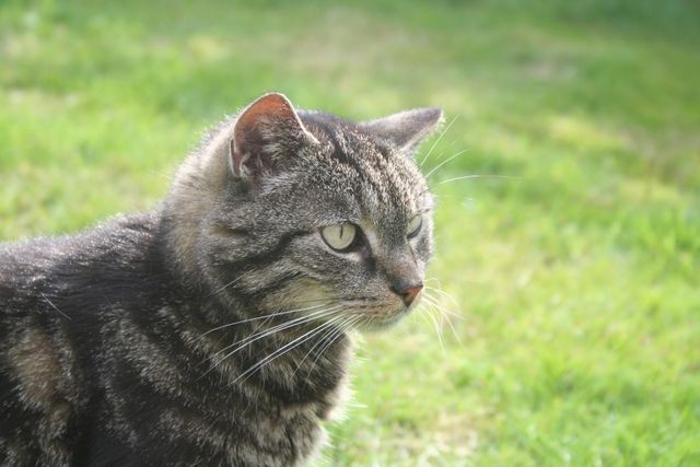 Tabby cat sitting calmly in a sunlit garden, looking off into the distance. Suitable for use in pet care promotions, nature and animal-related blogs, and advertisements for outdoor products and feline accessories.