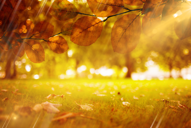 Transparent Autumn Glade with Sunlit Leaves - Download Free Stock Videos Pikwizard.com