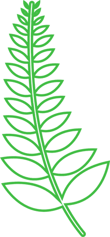 green leafy twig transparent background nature illustration - Download Free Stock Videos Pikwizard.com