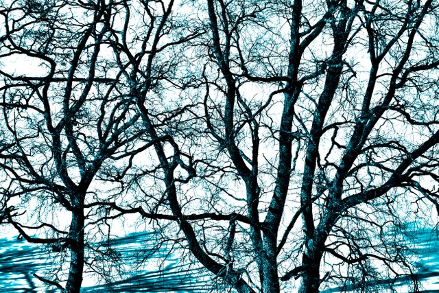 This artistic interpretation of tree branches features a striking blue and white color scheme. Useful for backgrounds, web design, artistic projects, and conveying a moody or winter atmosphere.