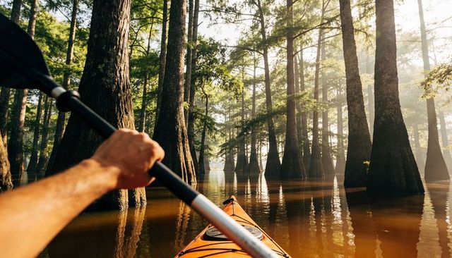 Paddling orange kayak through misty cypress swamp at golden morning light