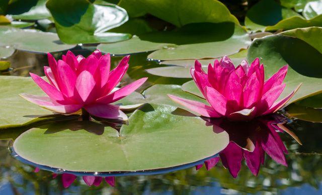This image depicts two vibrant pink water lilies blooming on large green lily pads in a tranquil pond. The water's reflective surface adds an additional layer of serenity. Ideal for use in gardening magazines, nature blogs, relaxation apps, or as inspirational decor for wellness centers.