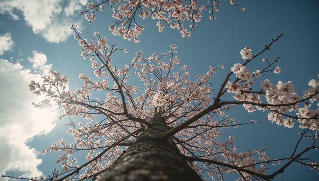 Looking up blooming cherry tree reaching into blue spring sky with sunlit pink blossoms