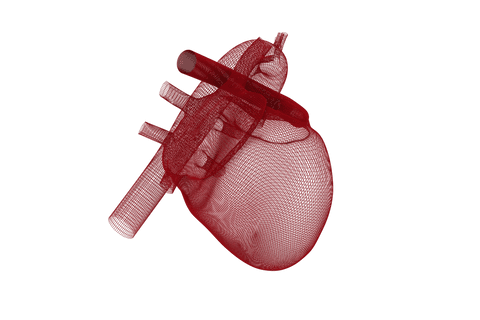 3d transparent red model of human heart - Download Free Stock Videos Pikwizard.com