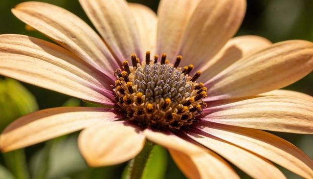 Peach apricot daisy macro close-up glowing in sun showing central disk and purple basal ring