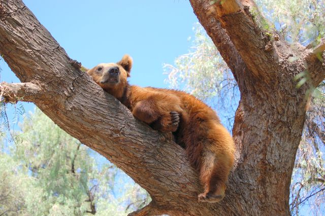 Image of a brown bear lounging comfortably on a tree branch in a forest setting. Ideal for use in wildlife and nature articles, environmental awareness material, and outdoor adventure promotions. Highlights the beauty and tranquility of wildlife in their natural habitat.
