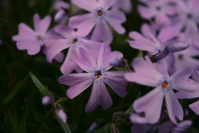 Beautiful close-up of purple phlox flowers in bloom. Ideal for use in backgrounds, nature-themed designs, gardening advertisements, floral-focused content, or as part of a summer seasonal presentation.