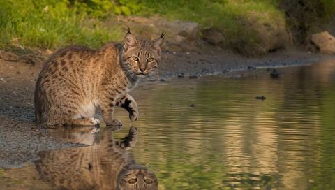 Curious bobcat pausing at reflective pond lifting paw over rippled shoreline and pebbles