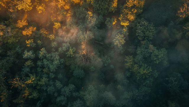 Aerial forest canopy bathing in golden sunbeams with mist and solitary bare tree