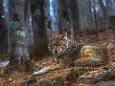 Wild coyote resting in autumn forest