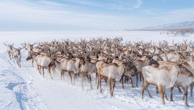 Massive reindeer herd migrating across snowy arctic tundra with raised antlers