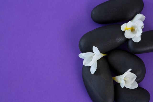 White flowers resting on smooth zen stones against a purple background. Ideal for use in wellness and spa promotions, meditation and relaxation content, or nature and beauty themes. The contrast between the white flowers and purple background creates a visually appealing and calming effect.
