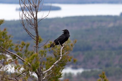 Black Raven Calling on Tree Branch Overlooking Scenic Landscape