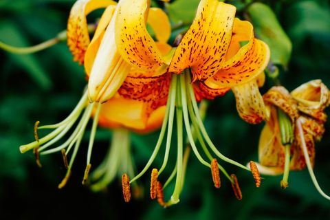 Golden tiger lily blooming with speckled petals and curving stamens in vivid green