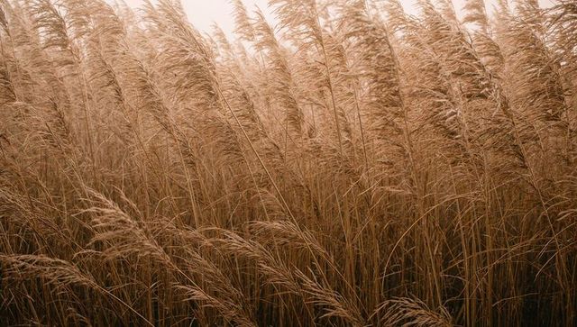 Swaying golden reed grass with feathery seed heads creating soft textured field pattern