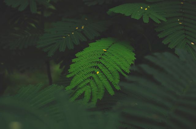Close-Up of Vibrant Green Fern in Low Light - Download Free Stock Photos Pikwizard.com