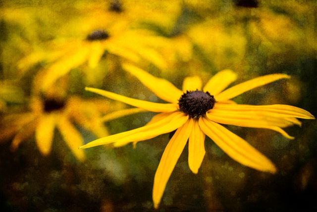 Close-up of vibrant yellow black-eyed Susan flowers blooming, highlighting detailed petals and dark centers. Perfect for use in gardening blogs, nature-themed publications, home decor, or botanical studies.