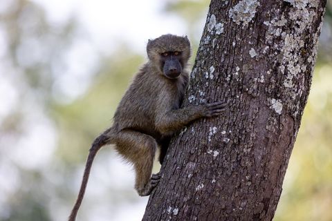 Young baboon climbing tree with focused gaze in african woodland wildlife portrait