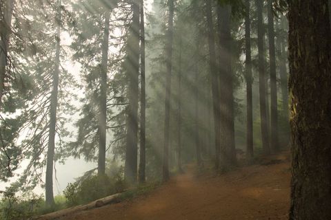 Tranquil Sunlit Forest Pathway with Tall Trees