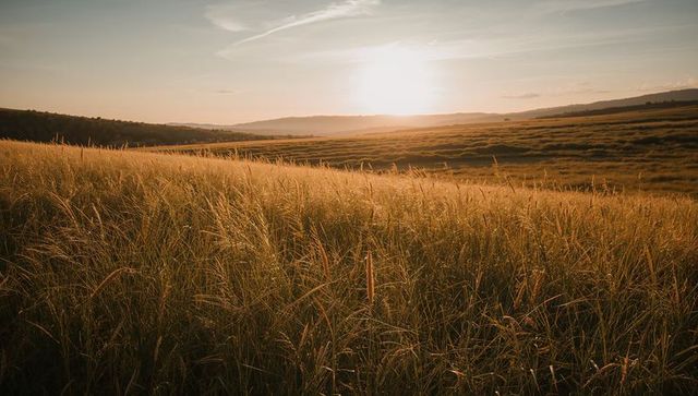 Golden grasses swaying at sunset over rolling meadow with distant hedgerow and horizon