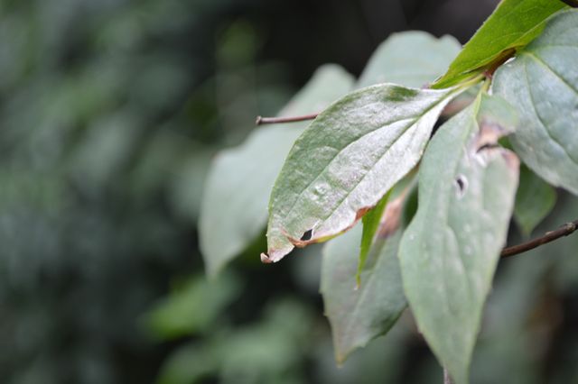 Close-up of Withered Leaves on Blurred Natural Background - Download Free Stock Images Pikwizard.com