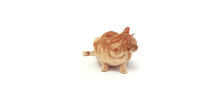 A ginger tabby cat sits attentively on a white background, with copy space. Its focused gaze and poised posture suggest it might have spotted something of interest.