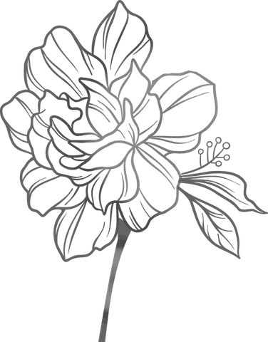 elegant monochrome flower illustration on transparent background - Download Free Stock Videos Pikwizard.com