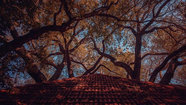 Majestic Oak Trees Spreading Over Rustic Clay Tile Roof in Autumn Woodland