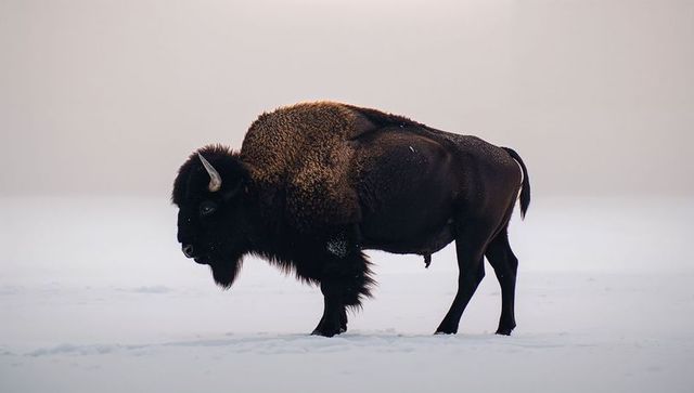 Solitary american bison standing on snow-covered prairie with snow-dusted coat