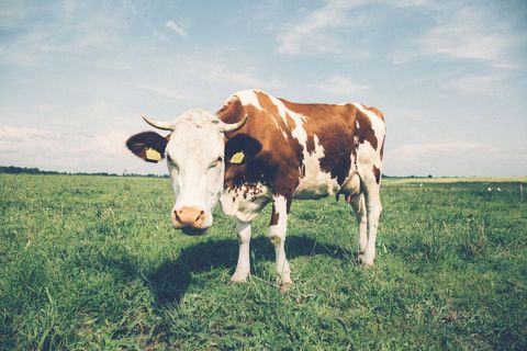 Curious brown and white cow standing in sunlit green pasture under open blue sky