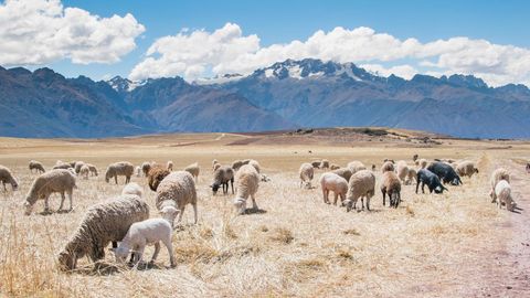 Sheep grazing on golden pasture with lambs and dramatic alpine mountains under blue sky