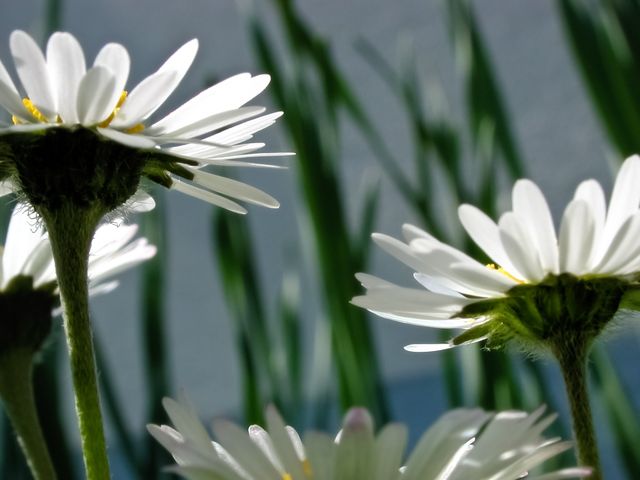Close-up of White Daisies in Bloom with Green Blades of Grass - Download Free Stock Photos Pikwizard.com