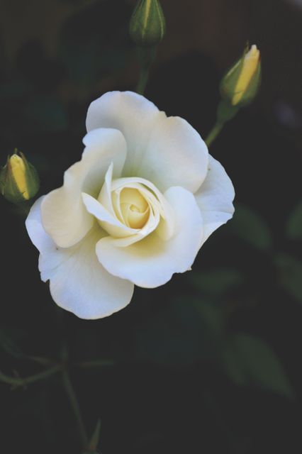 Elegant White Rose with Buds on Dark Background - Download Free Stock Photos Pikwizard.com