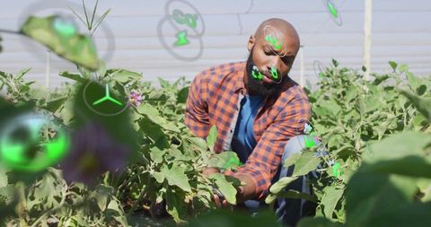 Farmer in plaid harvesting eggplants incorporating digital technology