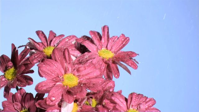 Fresh pink daisies with raindrops clinging to petals against clear blue sky. Useful for concepts of freshness, rejuvenation, nature and botanical beauty. Idea for nature blogs, gardening magazines or spring-themed projects.