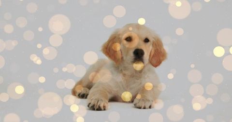 Cream Golden Retriever Puppy Relaxing With Bokeh Lights