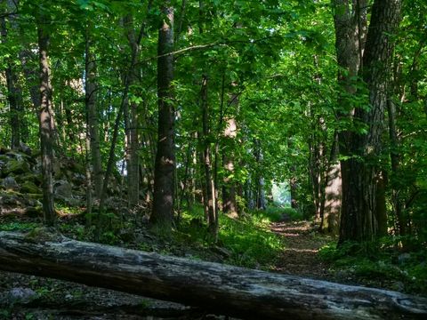 Peaceful Forest Trail with Lush Greenery