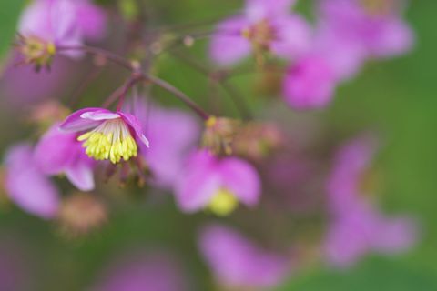 Macro pink wildflowers with yellow stamens and soft green bokeh spring floral background