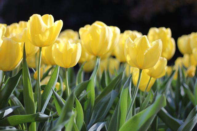 Close-up of vibrant yellow tulips blooming under sunlight, with a dark background highlighting the brightness of the flowers. Perfect for use in spring-themed promotions, gardening-related content, nature photography portfolios, or as an aesthetic background for various digital and print materials.