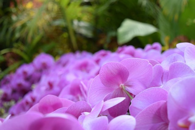 Close-Up of Vibrant Pink Orchids in Bloom - Download Free Stock Photos Pikwizard.com