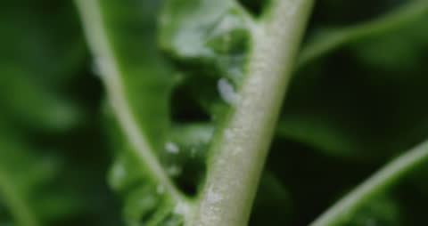 This macroscopic view of a plant stem with water droplets presents an opportunity to highlight the intricate details found in nature. Perfect for use in environmental campaigns, health and wellness promotions, and art prints focusing on natural beauty. It exudes a fresh and serene vibe, ideal for backgrounds, blog posts on botany, or educational materials about plant science.
