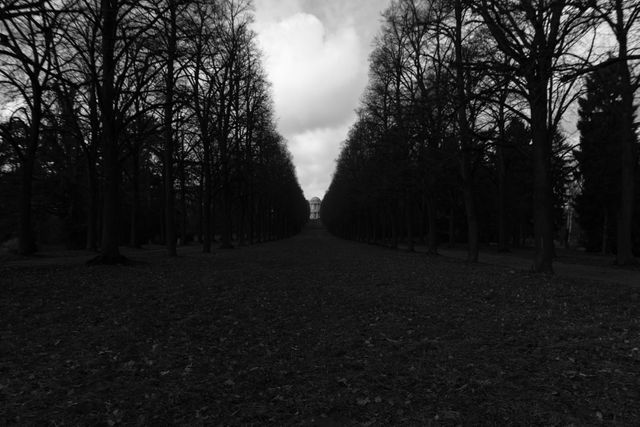 Moody and symmetrical view of a forest path with bare trees on either side under a cloudy sky. This image can be used for themes of solitude, introspection, or the eerie beauty of nature, suitable for book covers, blog posts, or environmental awareness campaigns.