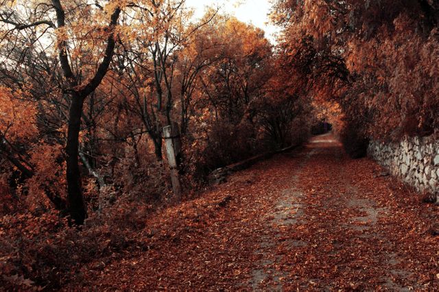 Autumn Path Covered in Leaves with Vibrant Foliage - Download Free Stock Photos Pikwizard.com