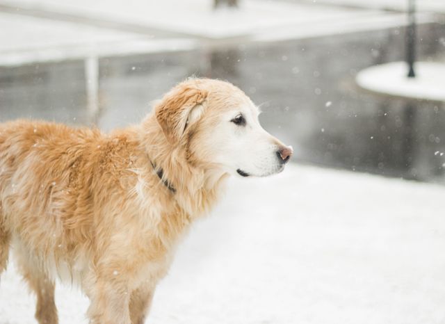 Golden Retriever standing in a snowy outdoor environment, perfect for use in pet-related projects, winter-themed posters, animal care, winter and holiday greeting cards, and advertisements.