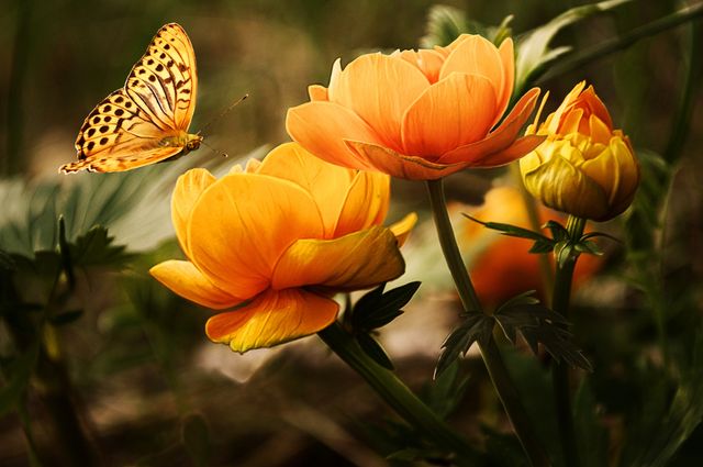 Ideal for spring and nature-themed projects, this image showcases a butterfly flying near vibrant yellow and orange flowers in bloom. Great for use in gardening content, environmental campaigns, and inspirational or ecological designs.