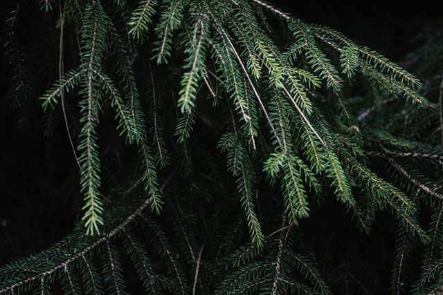 Close-up view of evergreen tree branches with pine needles, set against a dark background. This natural greenery can be used for outdoor or wilderness themes, depicting lush, dense foliage. It is perfect for use in nature-related projects, backgrounds for digital designs, or eco-friendly branding materials.