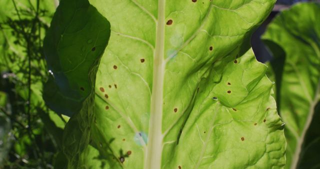 Close-up view of a green leaf with visible brown spots caused by a plant disease or pest infestation. Useful for educational purposes, gardening articles, agricultural studies, and pest control awareness campaigns.