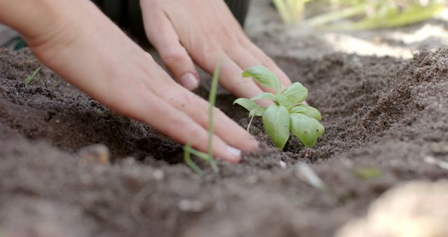 Close-up shot of hands planting a young seedling in soil, ideal for content related to gardening, sustainability, environmental conservation, and nature. Suitable for articles, blogs, educational material, and gardening product advertisements.