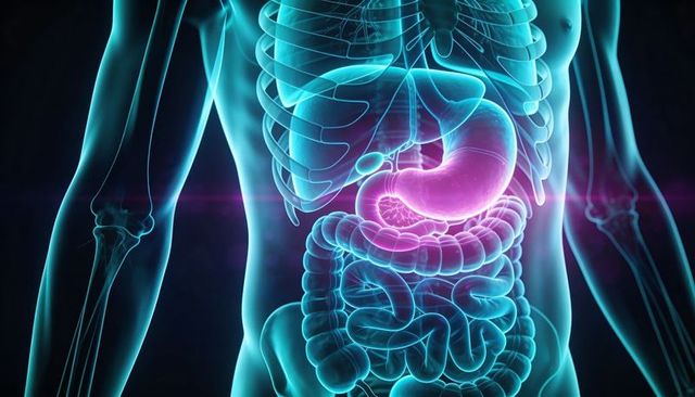 Neon translucent adult torso revealing glowing stomach and intestines with ribcage