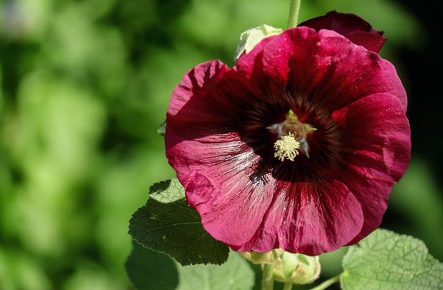 A close-up view of a vibrant magenta hollyhock bloom basking in sunlight, highlights its delicate and detailed petals. Ideal for use in nature-themed designs, gardening magazines, eco-friendly advertisements, or as a stunning floral background in various digital and print media. Conveys a sense of natural beauty and optimistic growth.